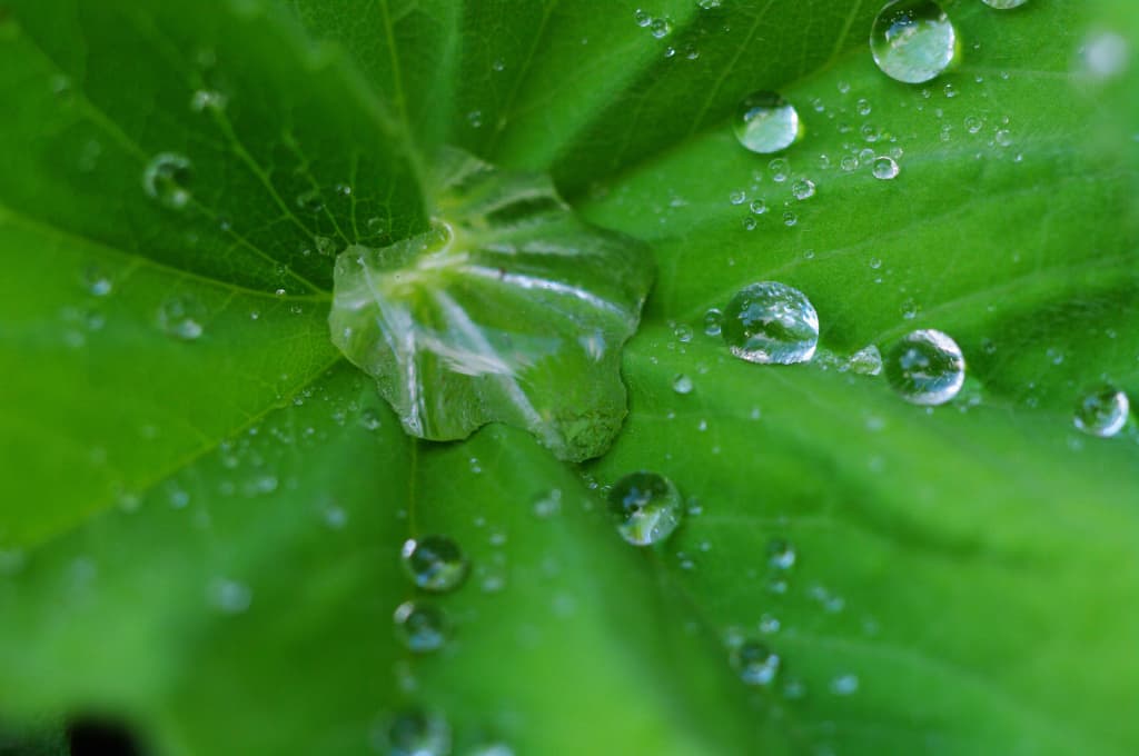 Water Droplet on Foliage