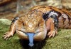 Blue Tongue Skink