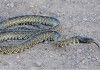 Desert Kingsnake