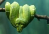 Emerald Tree Boa