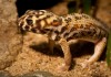 Frog Eyed Gecko