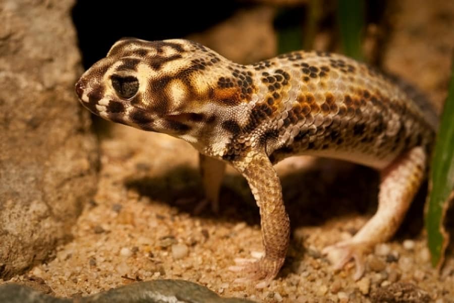 Frog Eyed Gecko