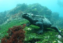What Is Galapagos Marine Iguana