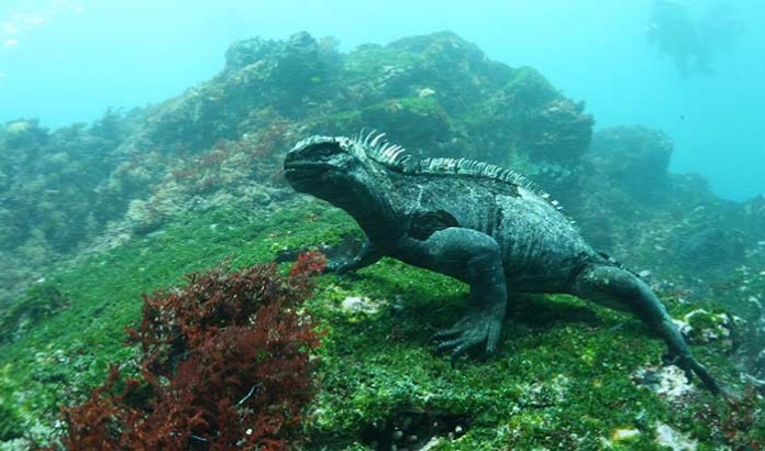 galapagos-marine-iguana