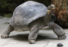 Gentle Giants: The Galapagos Tortoises