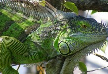 Giant Green Iguana Care Sheet