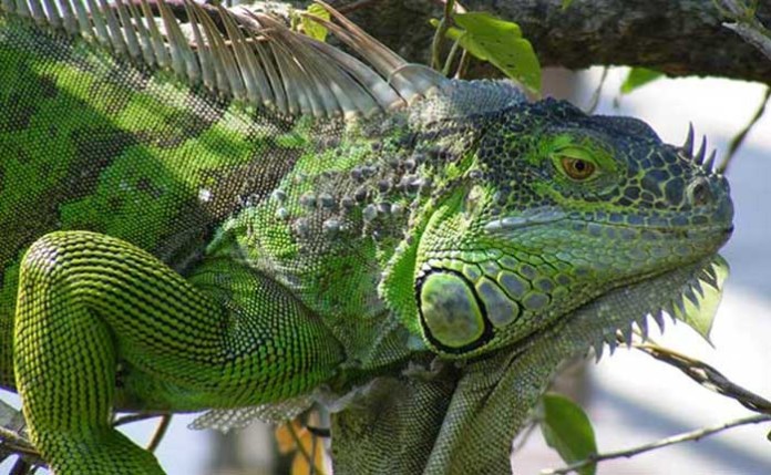 giant-green-iguana
