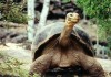 Charles Darwin and the Giant Tortoise