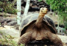 Charles Darwin and the Giant Tortoise