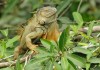 Green Iguana