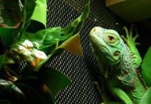 Green Iguana Lizard Reptile Cage Setting