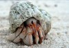 Helpful Tips to Care for Hermit Crab