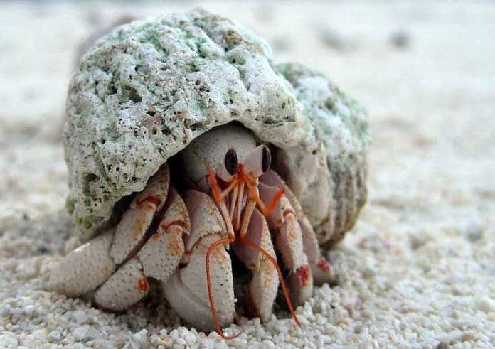 hermit-crab-care