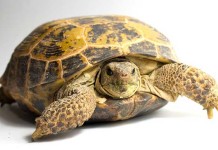 Horsfields Tortoise Care