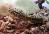 Leopard Gecko