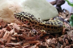 Leopard Gecko
