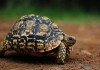 Leopard Tortoise