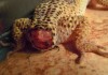 Lizard Tail Drop and Regeneration