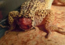 Lizard Tail Drop and Regeneration