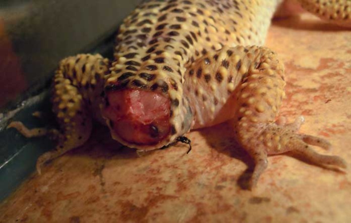 lizard-tail-drop