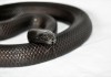 Mexican Black Kingsnake