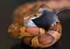 Never Feed Live Food to Snake