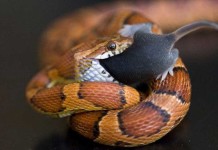 Never Feed Live Food to Snake