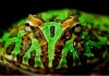 Ornate Horned Frog