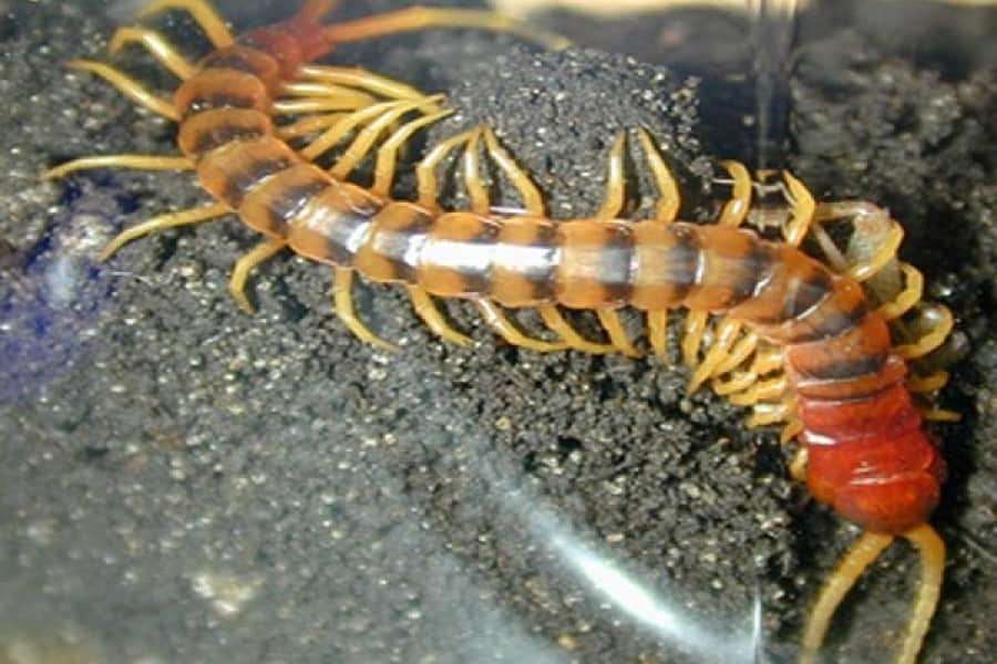 Peruvian Giant Centipede