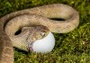 Problematic Snake Feeding