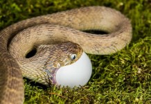 Problematic Snake Feeding