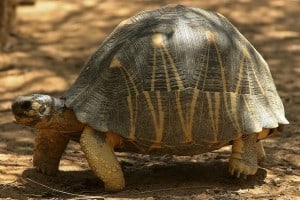 Radiated Tortoise