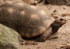 Red Foot Tortoise