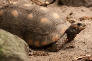 Red Foot Tortoise