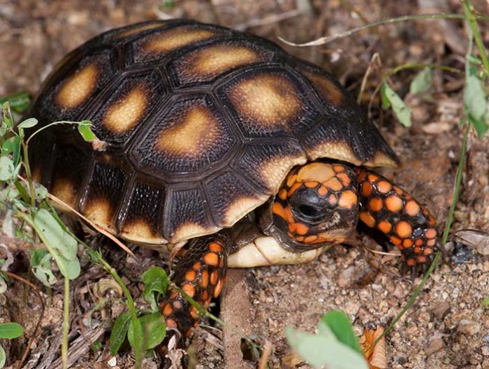 red-foot-tortoise-housing