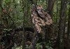 Red Tailed Boa