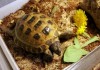 Russian Tortoise