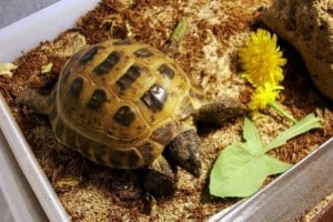 Russian Tortoise