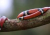 Sinaloan Milk Snake