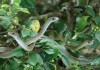 Tips On Snakes Breeding