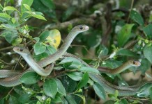 Tips On Snakes Breeding