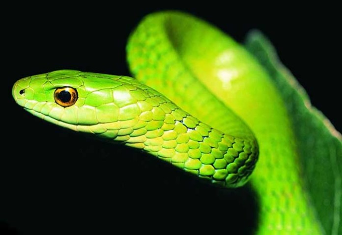 snake-care