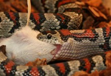 What To Do If Your Snake Stops Food Feeding