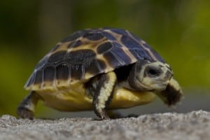 Spider Tortoise