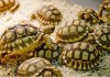 Sulcata Tortoise