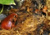 Tomato Frog