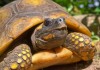 Yellow Foot Tortoise