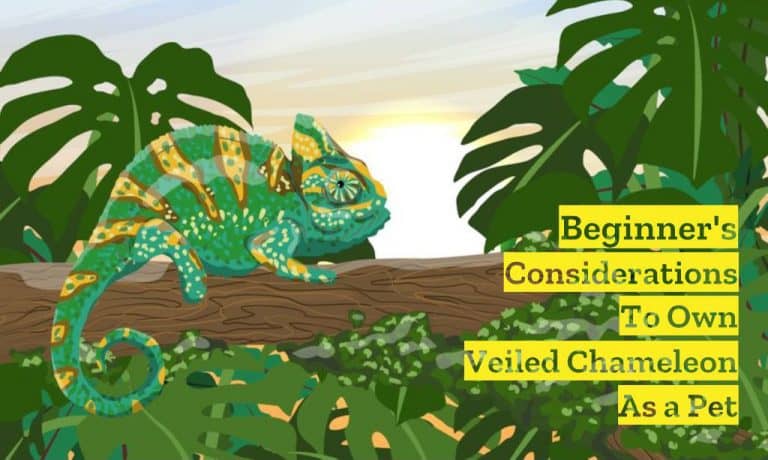 Beginner Considerations to Own Veiled Chameleon as Pet