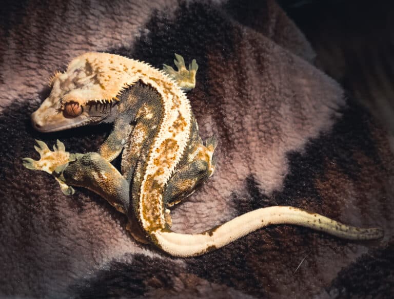 About The Crested Gecko